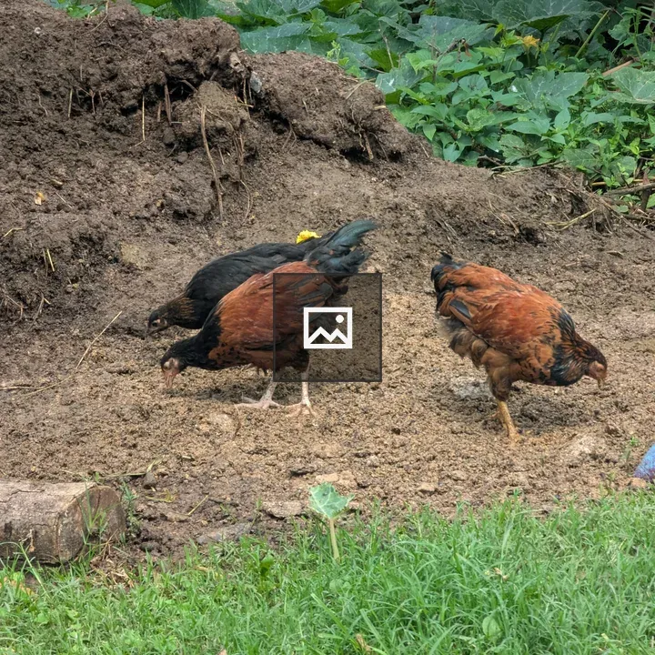 Chickens Pecking in Garden