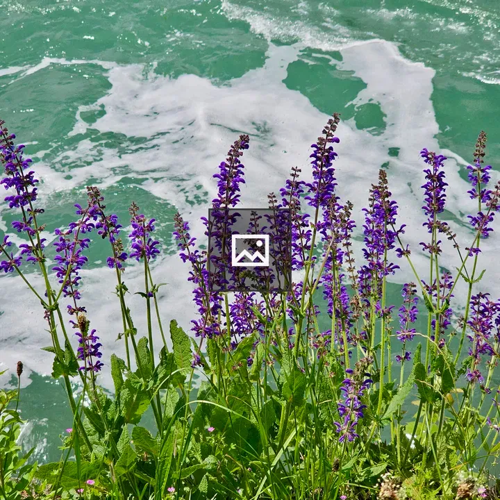Meadow Sage by River