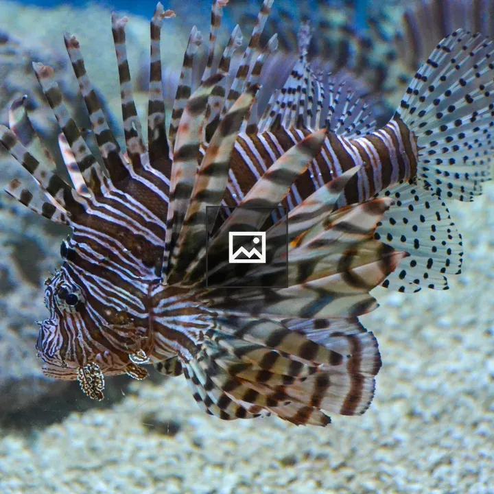 Lionfish underwater scene