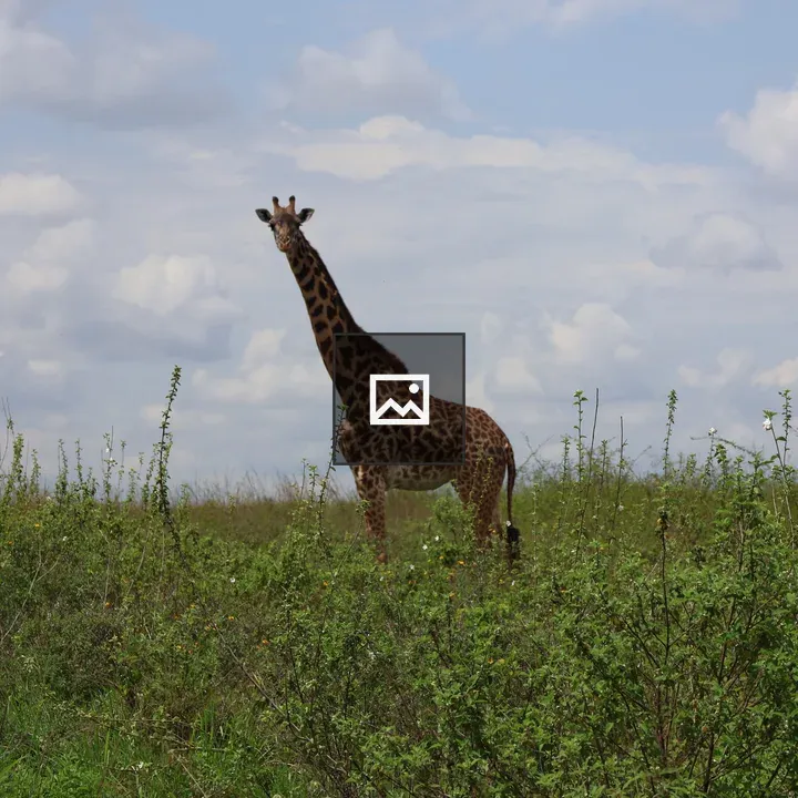Giraffe in Green Landscape