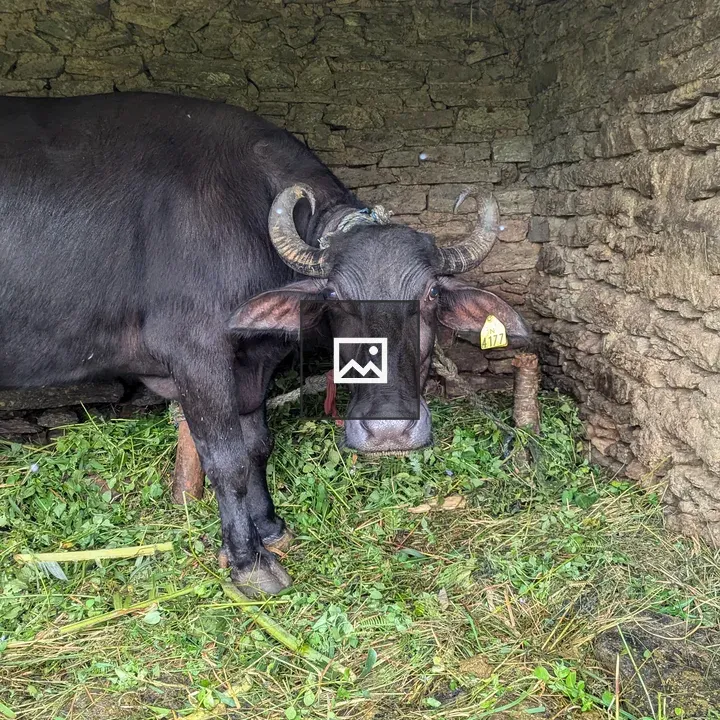 Buffalo in a Small Shed
