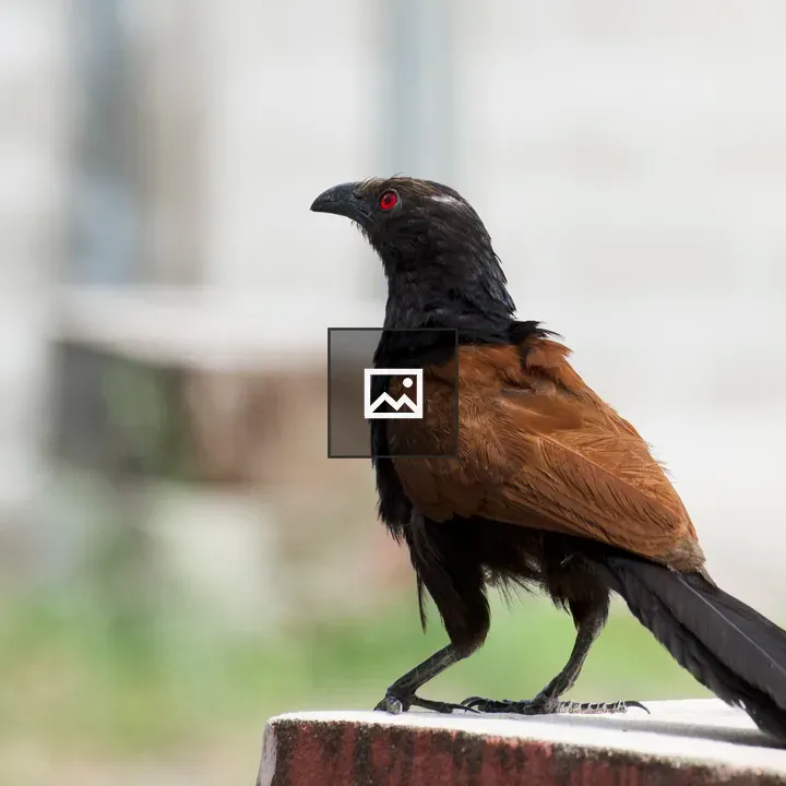 Greater coucal on concrete