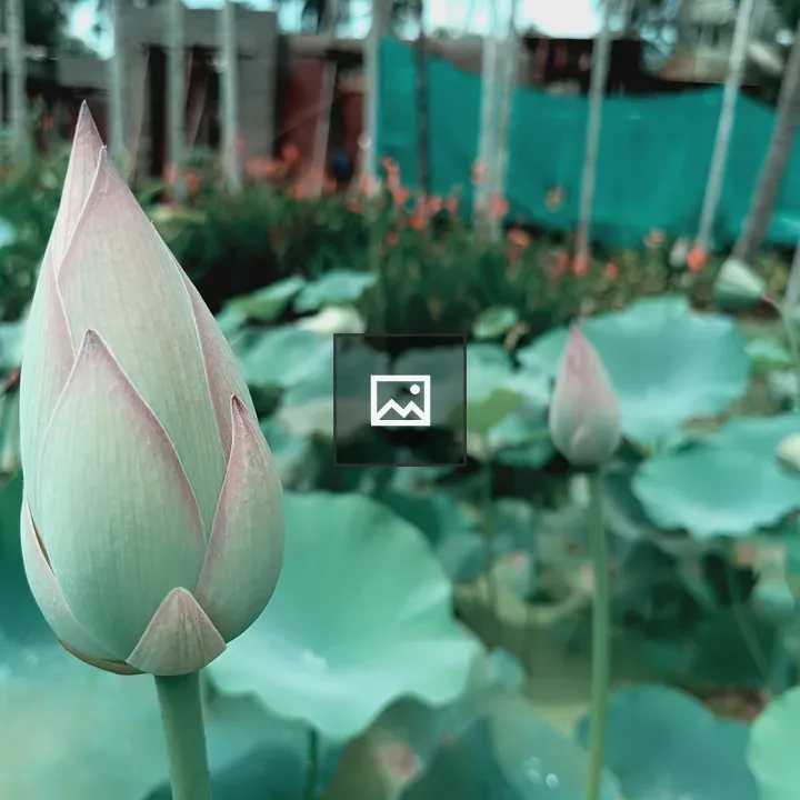Lotus bud closeup
