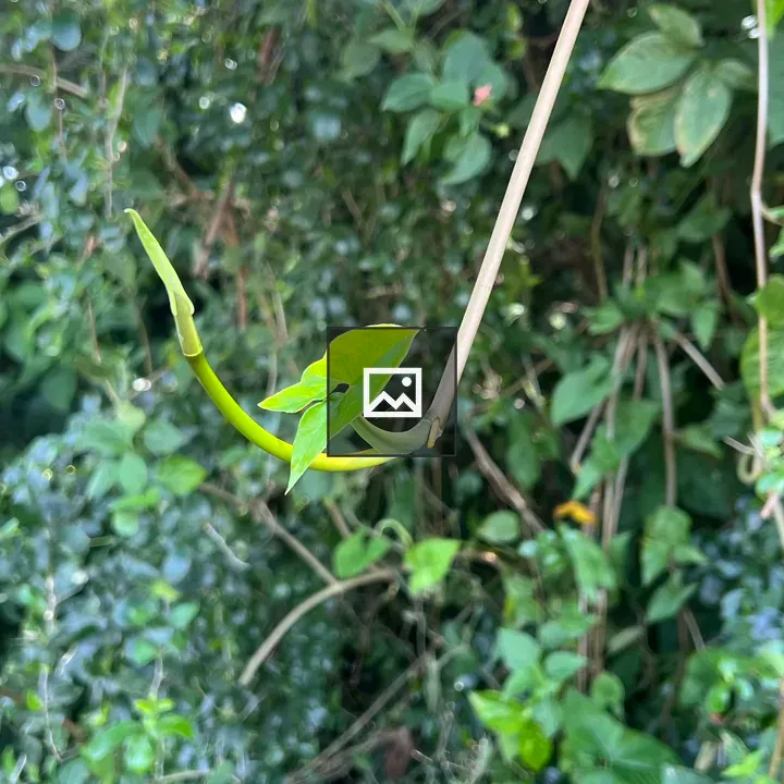 Green vine with bright leaves