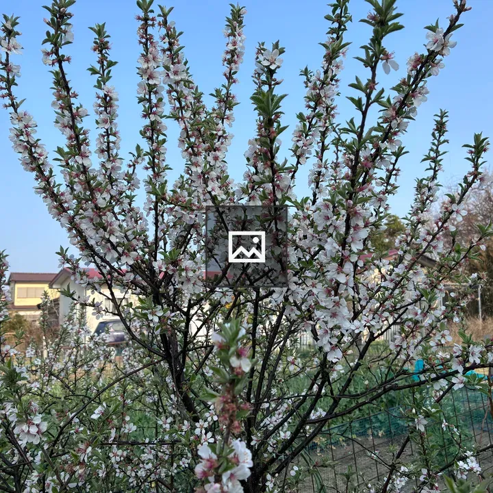 Plum Tree Blossoms