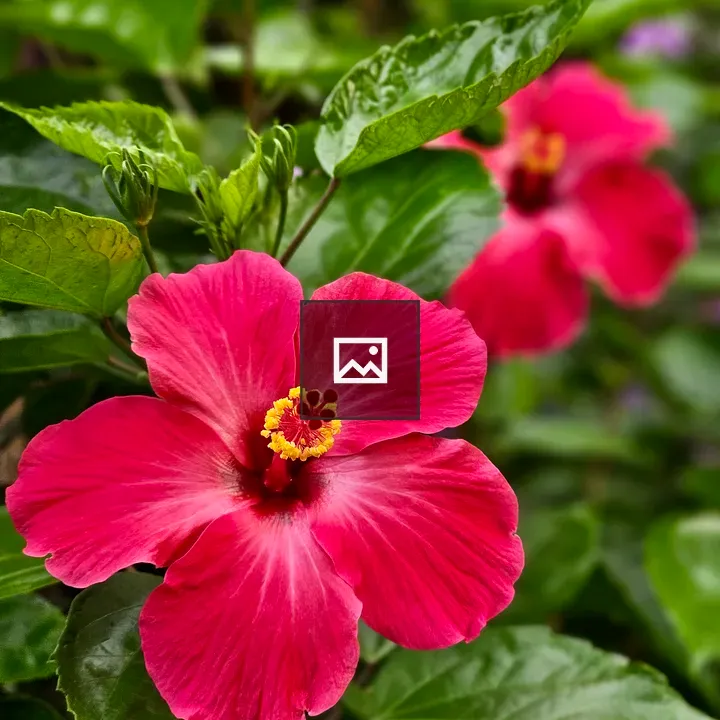 Pink hibiscus flowers close-up