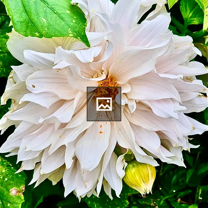 Dahlia flower with bud