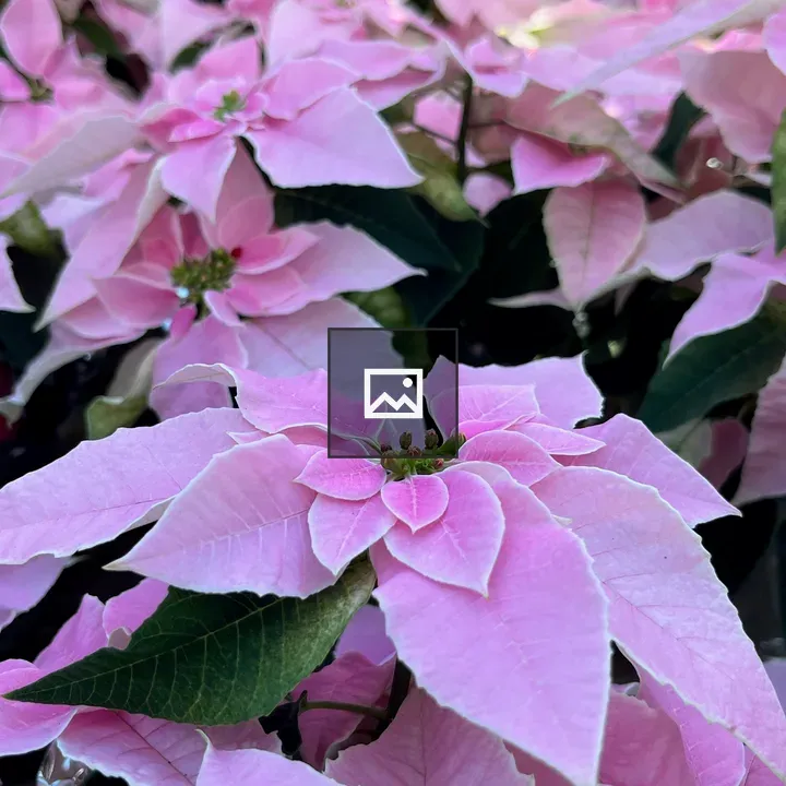 Pink Poinsettia