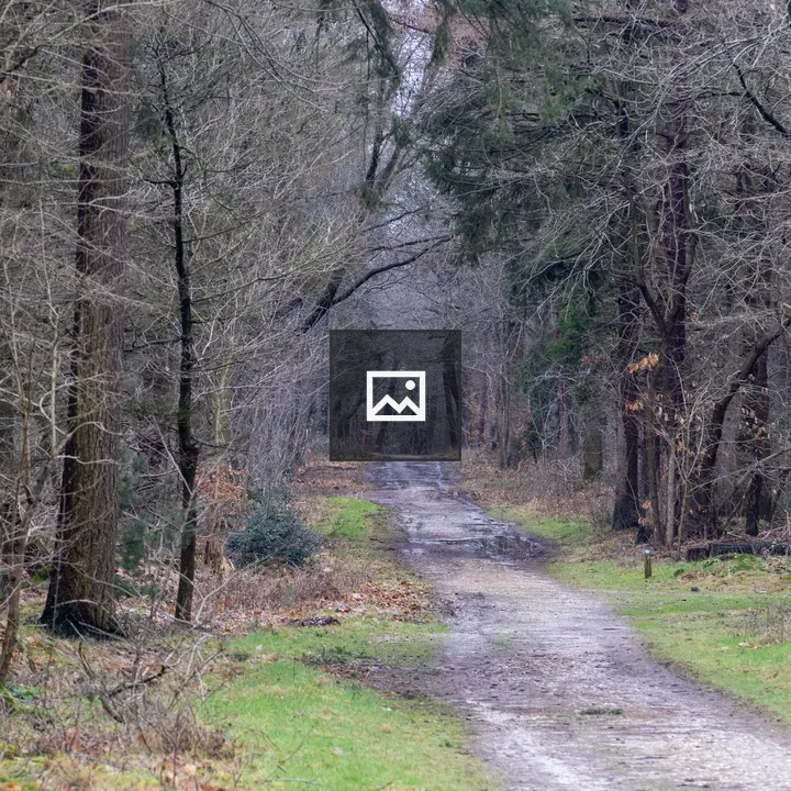 Forest path in early spring