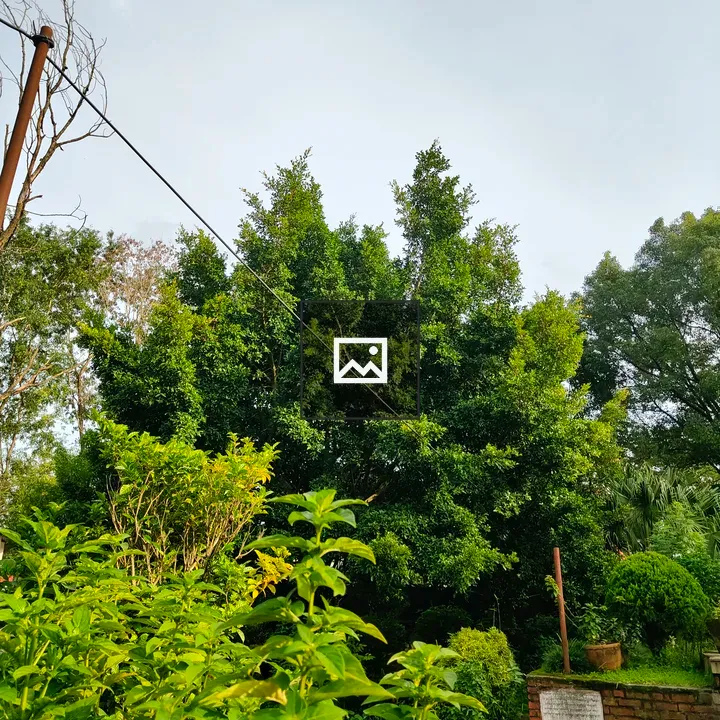 Lush garden scene with green plants
