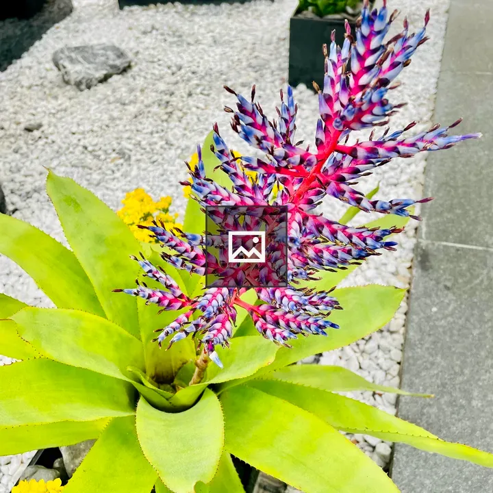 Bromeliad with Pink Flower Spike