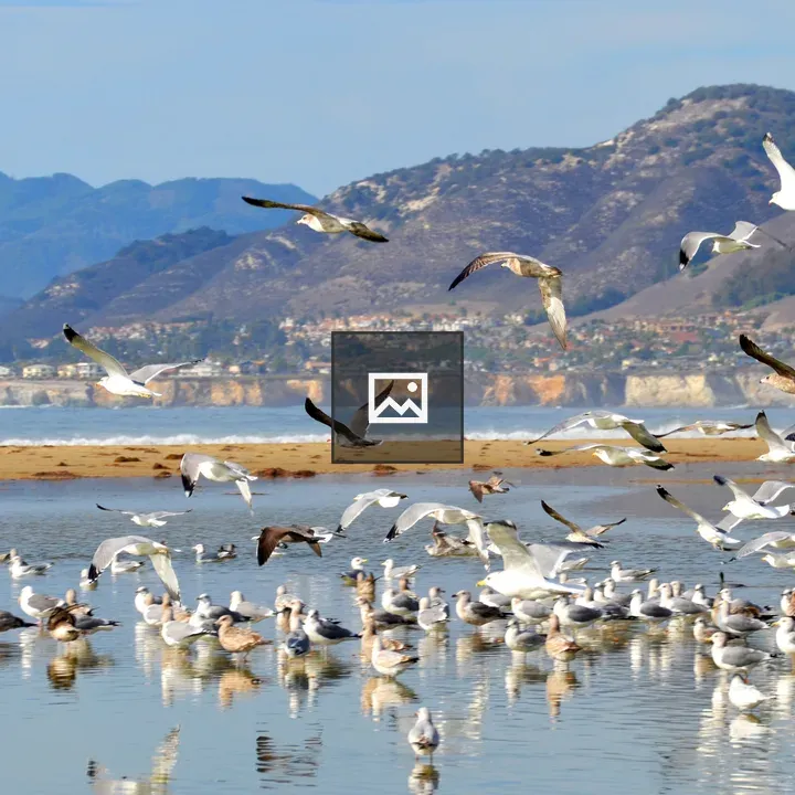 Seagulls at Pismo Beach
