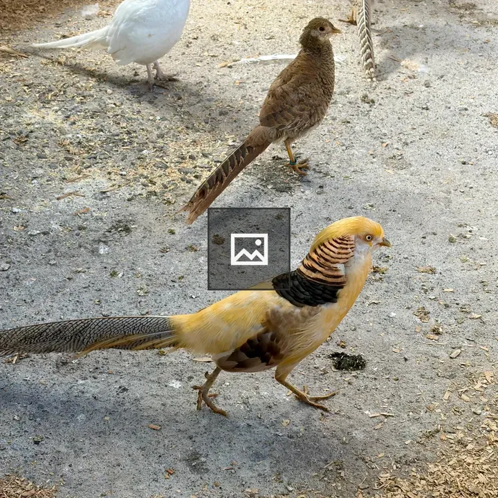 Group of four birds on sandy ground