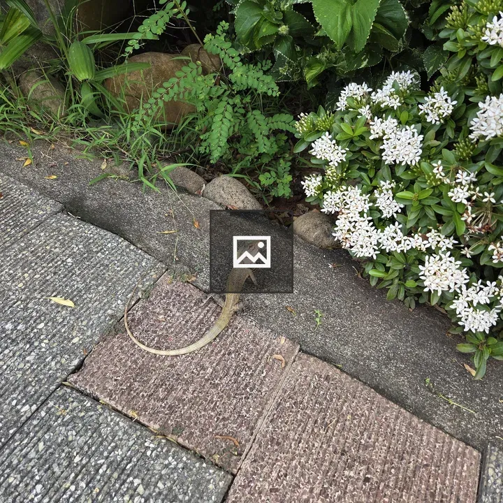 Lizard on Concrete Path