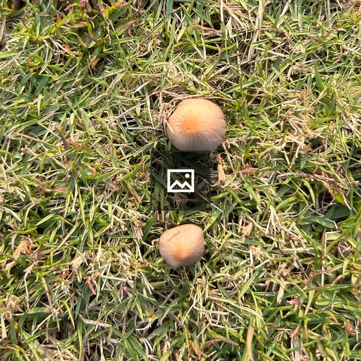 Two small mushrooms in grass
