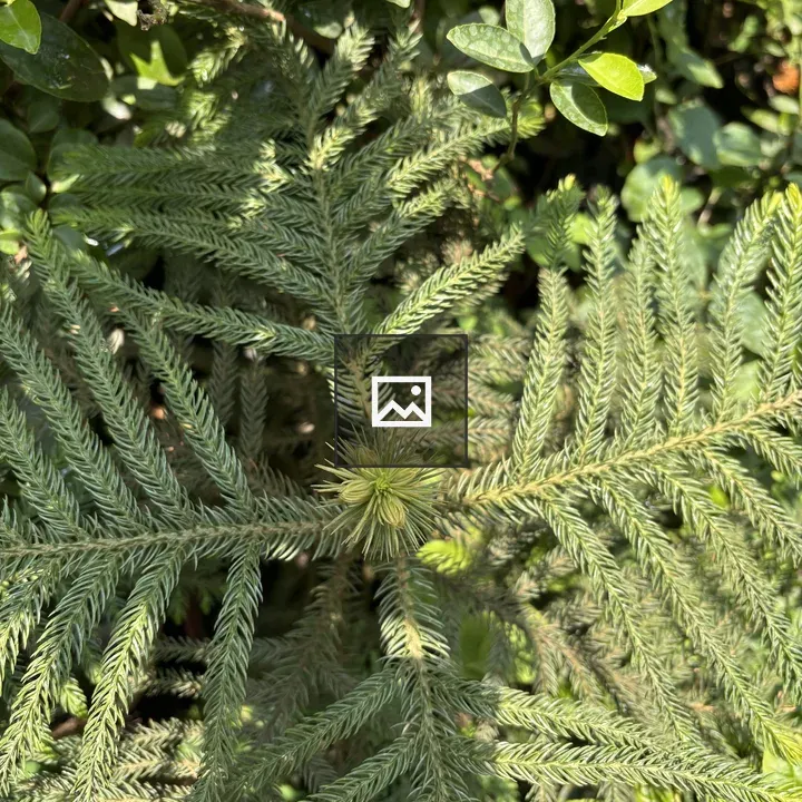 Close-up Fern-Leaf Pattern