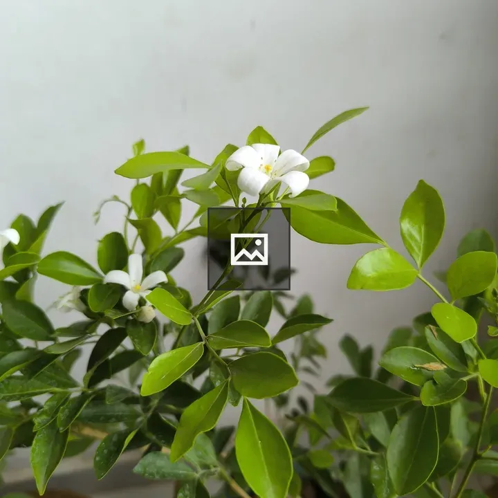 Madhumati flower close-up