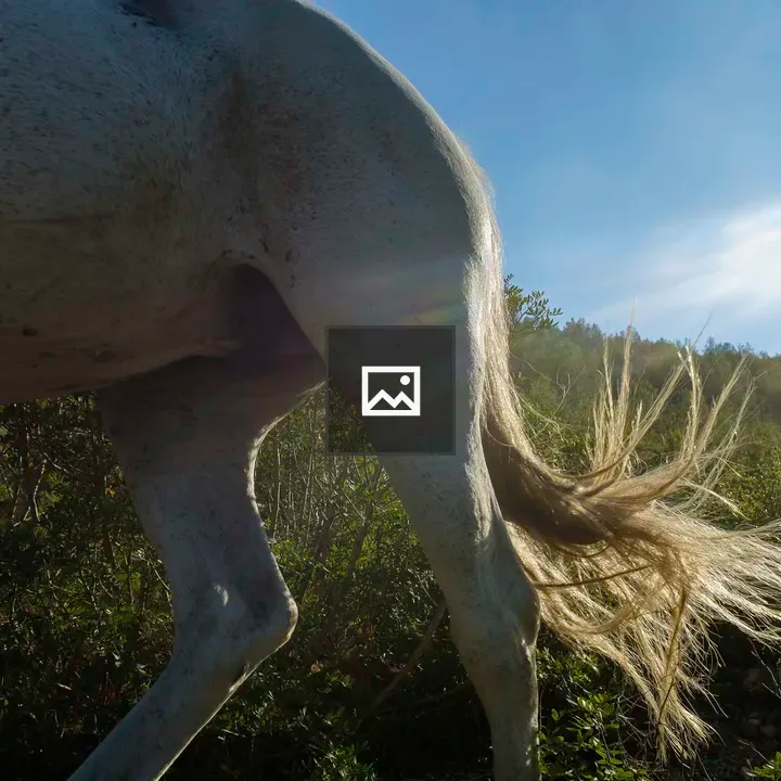 Hindquarters of a Horse