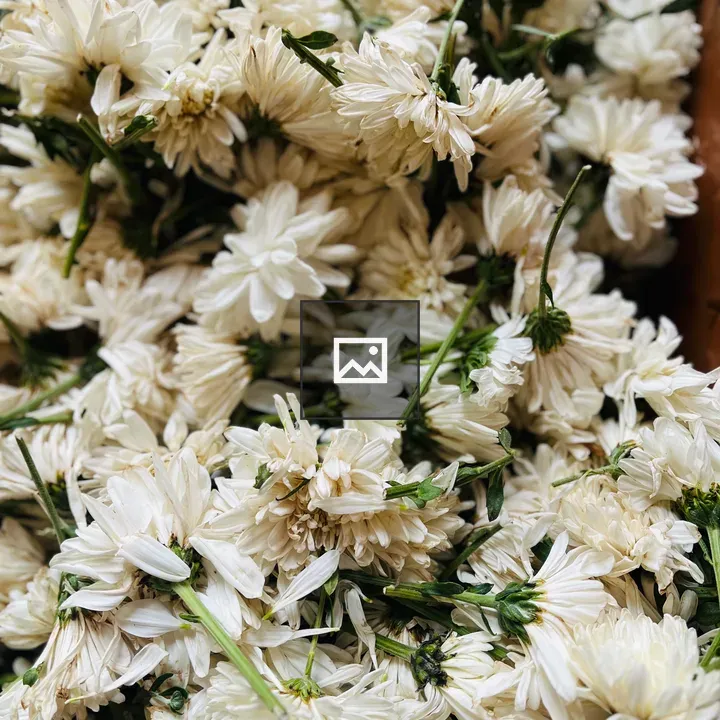 White jamanthi flower