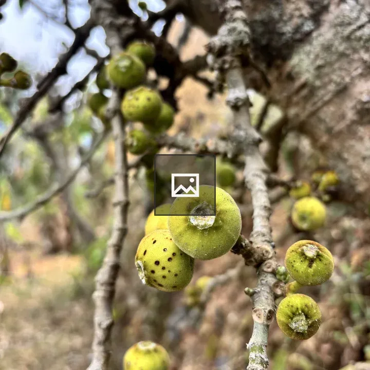Tree branch with green fruits