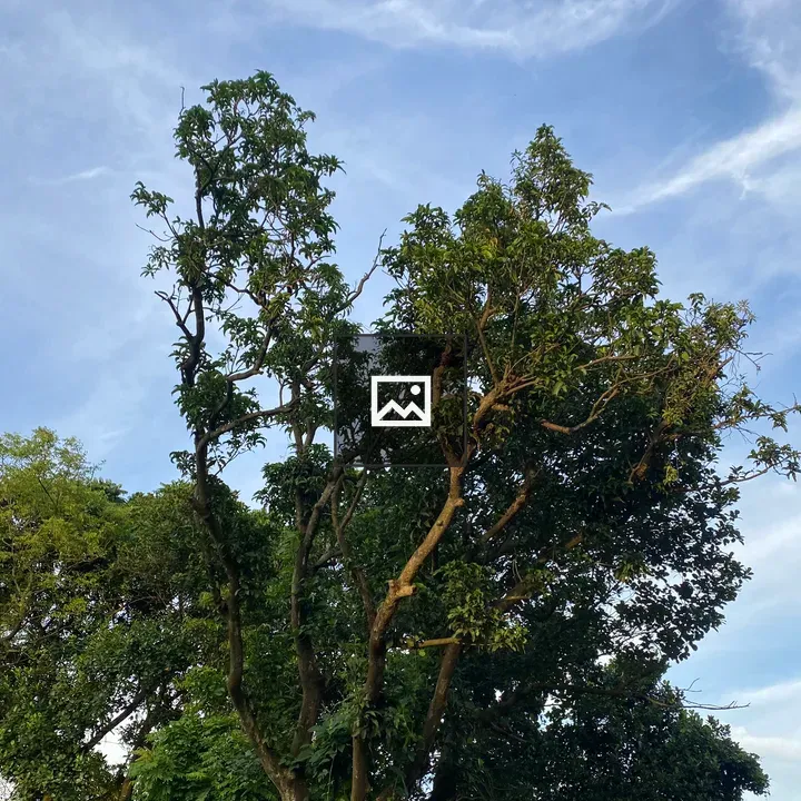 Tall tree with green foliage