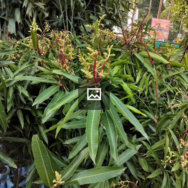 Mango Tree in Bloom