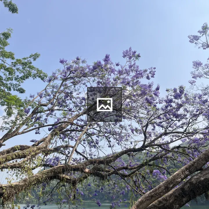 Flowering tree with purple blossoms