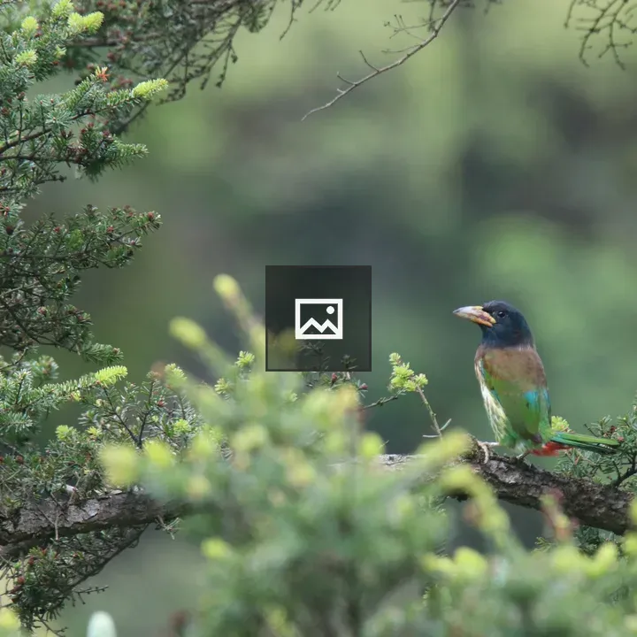 Great Barbet on Tree Branch