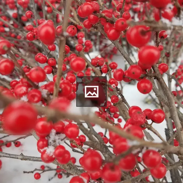Red berries on branches