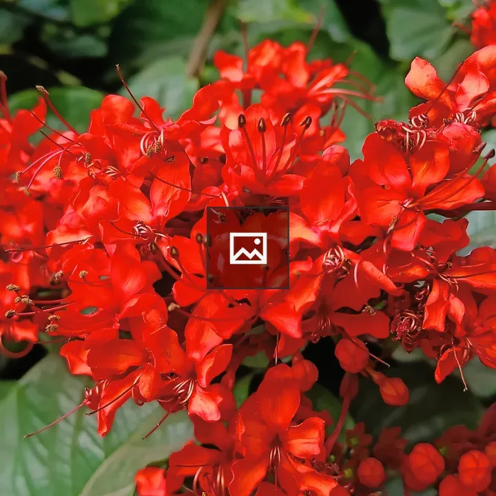 Red flowers