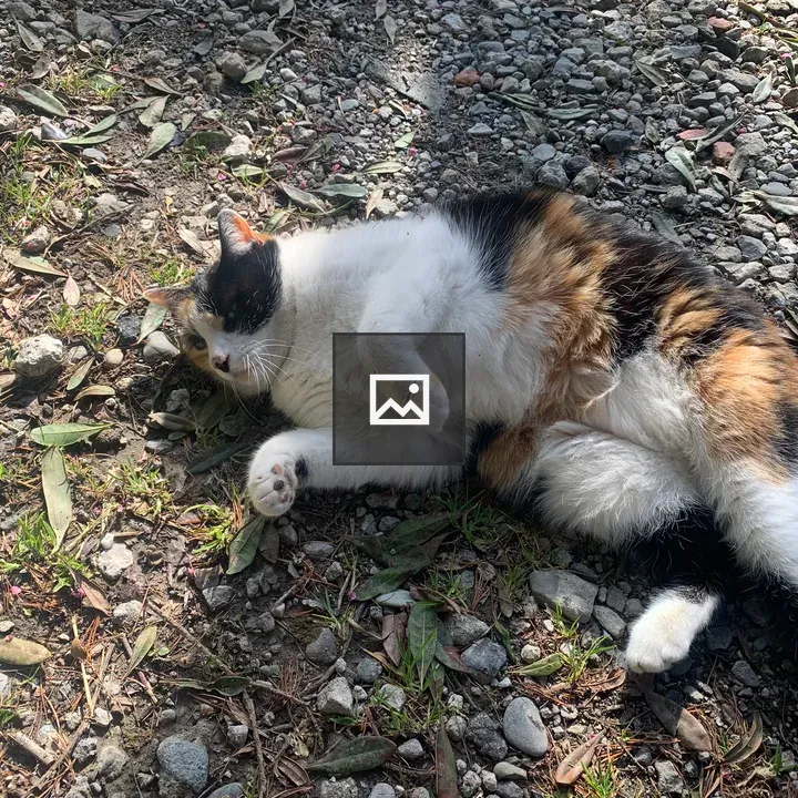 Calico Cat Playing