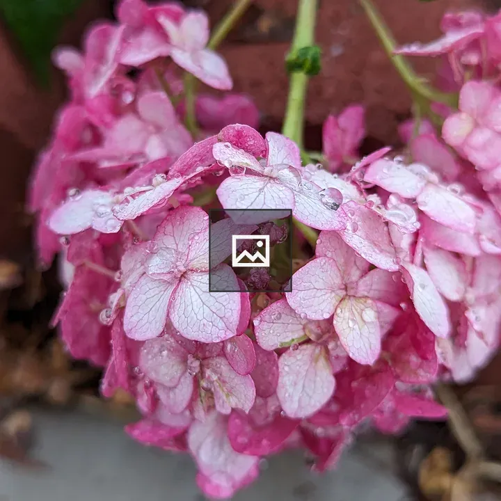 Pink Hydrangea Leaves with Raindrops