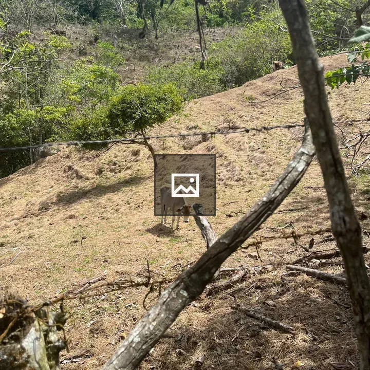 Light-colored cow on grassy slope