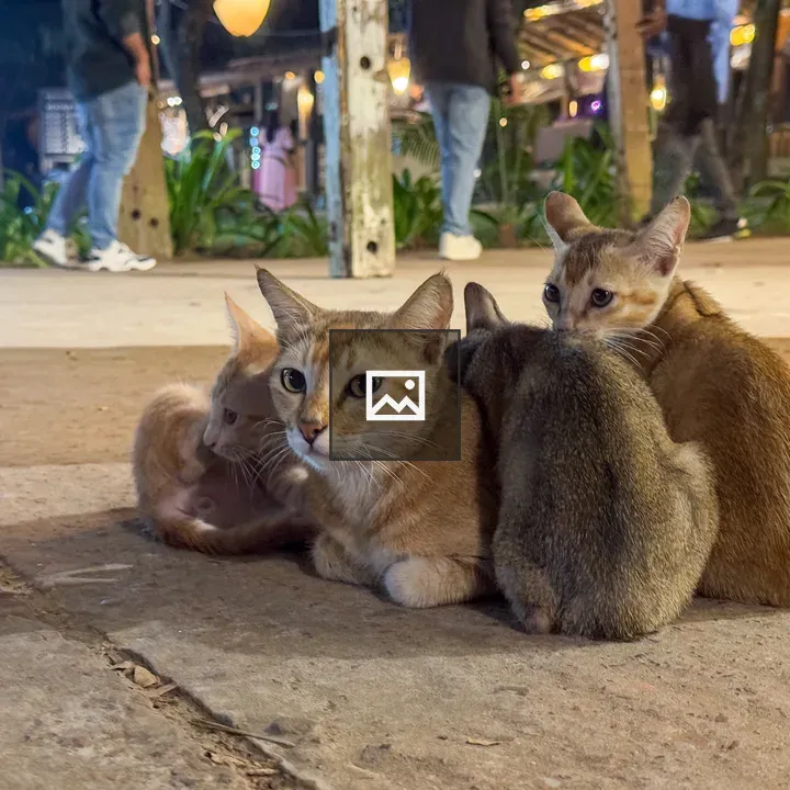 Group of four cats at night