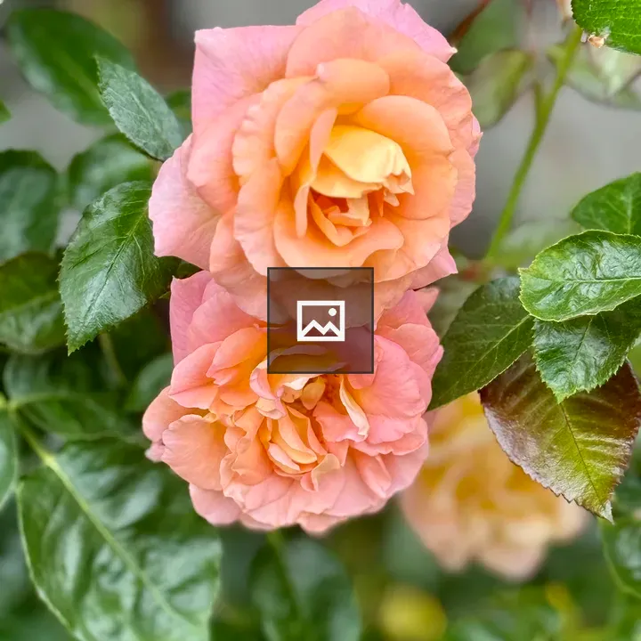Two orange-pink roses in bloom