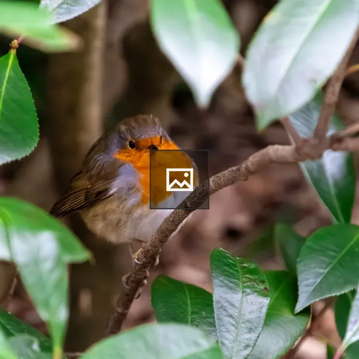 Eurasian Robin on a Branch