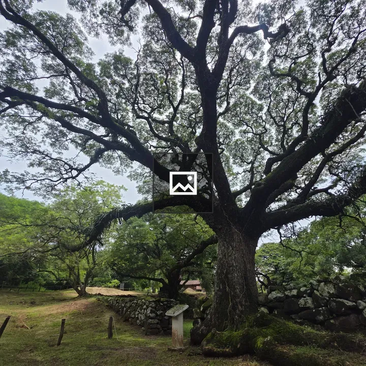 Guanacaste Tree in Santa Rosa Park