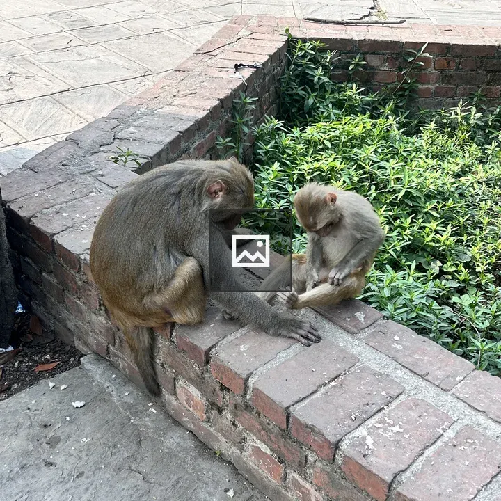 Two monkeys on brick garden structure