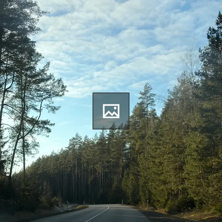 Paved road through pine forest