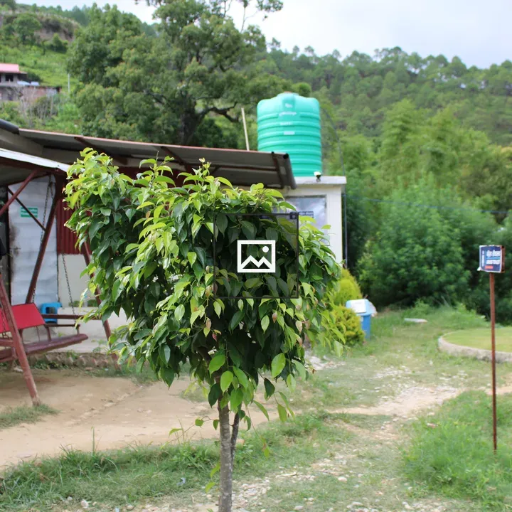Leafy tree with swing and building