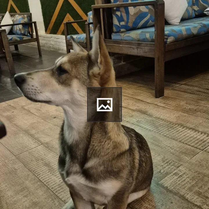 Medium-sized dog indoors