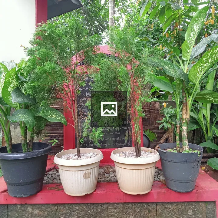 Potted plants on a raised red platform