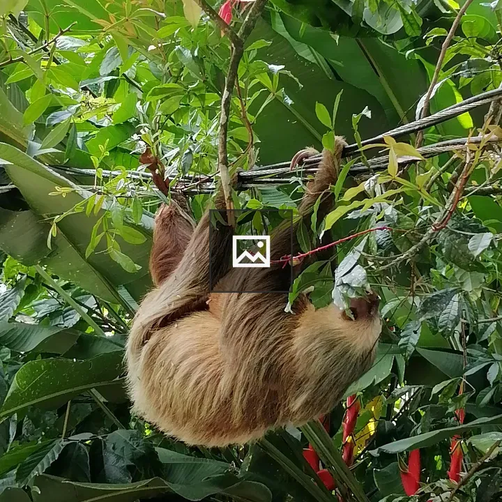 Sloth on Power Lines