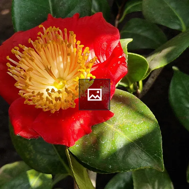 Camellia japonica Shugetsu bloom