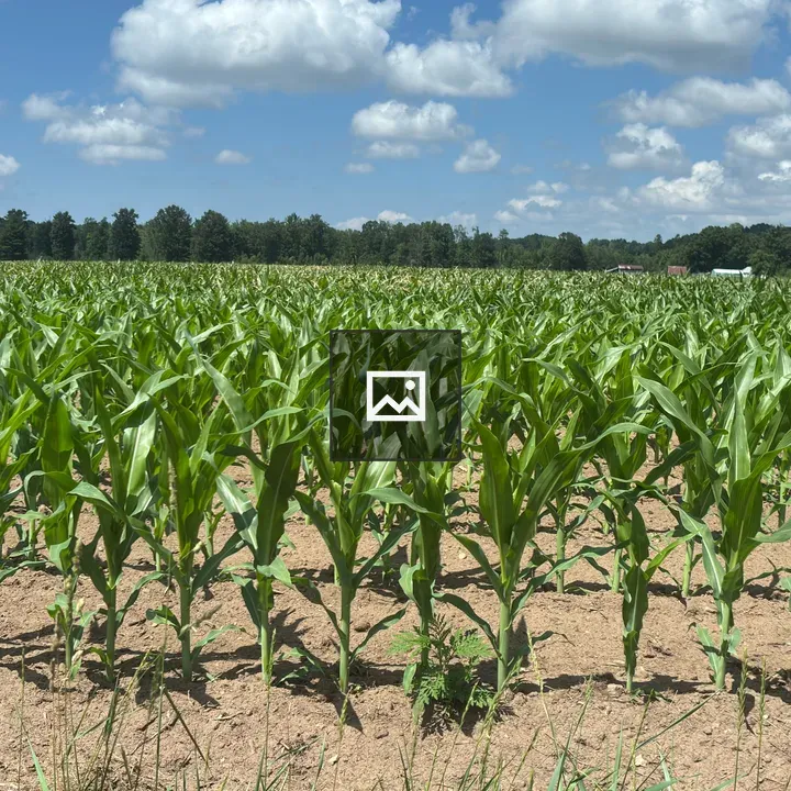 Young corn in a field