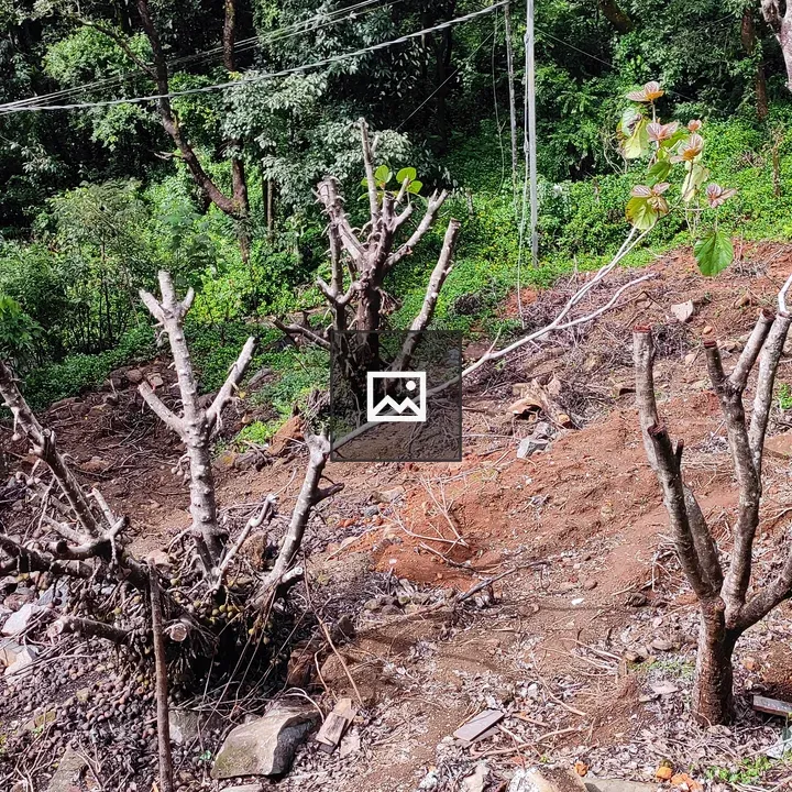 Deforestation landscape