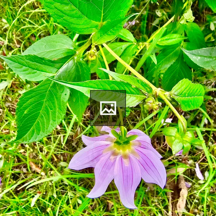 Fallen Dahlia imperialis Flower