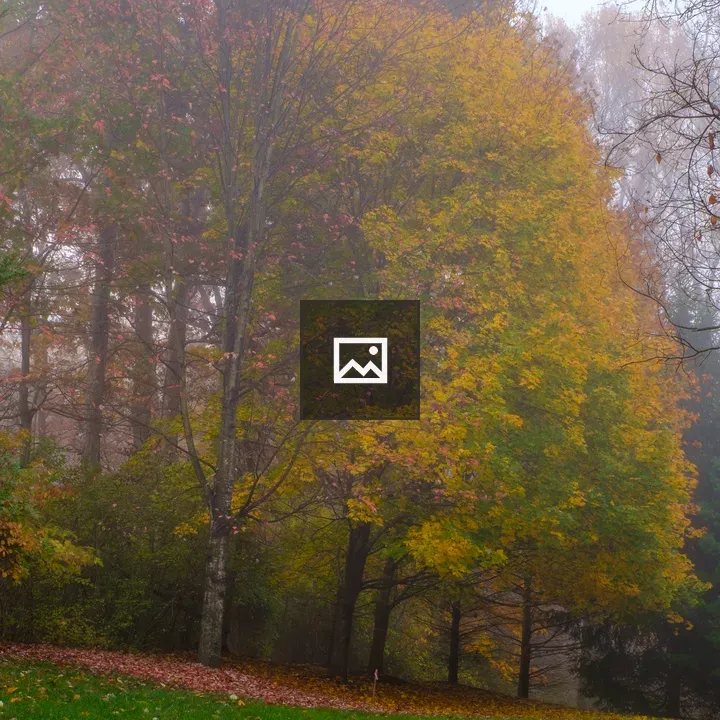 Fall in Fog Tree Scene