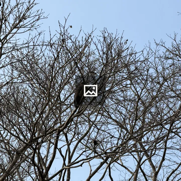 Bare tree with birds against blue sky