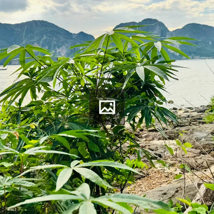 Rocky Beach Through Tropical Plants